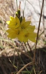 Ixia polystachya