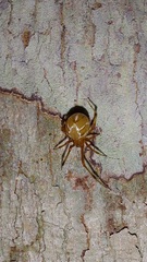 Nihonhimea tesselata