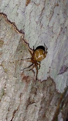 Nihonhimea tesselata