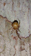 Nihonhimea tesselata