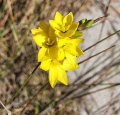 Ixia polystachya