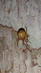 Nihonhimea tesselata