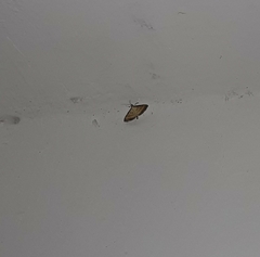 Cnaphalocrocis medinalis