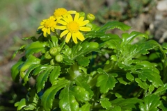 Senecio leucanthemifolius crassifolius