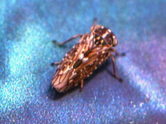 Idiocerus herrichii