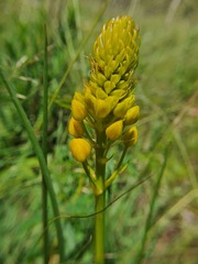 Asphodeloideae