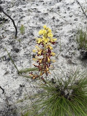 Tritoniopsis parviflora