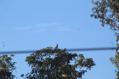 Patagioenas flavirostris