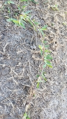 Stenotaphrum secundatum