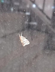 Erpis macularis