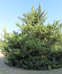 Juniperus