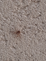 Philodromus aureolus