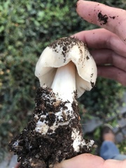 Volvopluteus gloiocephalus