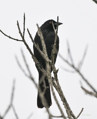 Molothrus oryzivorus