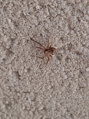 Philodromus aureolus