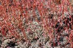 Eriogonum kennedyi