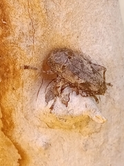 Aegomorphus jaspideus