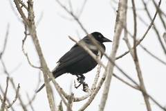 Molothrus oryzivorus