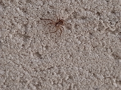 Philodromus aureolus