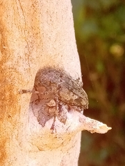 Aegomorphus jaspideus