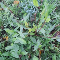Rumex thyrsiflorus