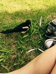 Pica pica