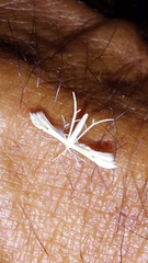 Pterophorinae