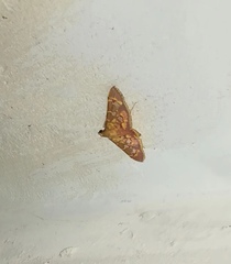 Ischnurges gratiosalis