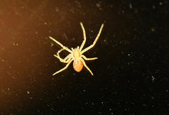 Philodromus rufus