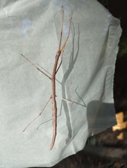 Megaphasma denticrus