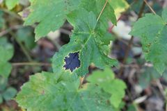 Rhytisma acerinum