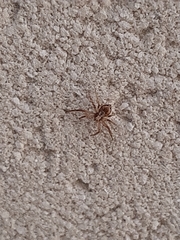 Philodromus aureolus