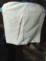 Megaphasma denticrus