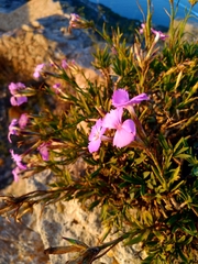 Dianthus rupicola