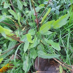 Rumex thyrsiflorus