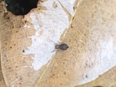 Dicyrtomina