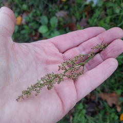 Rumex thyrsiflorus