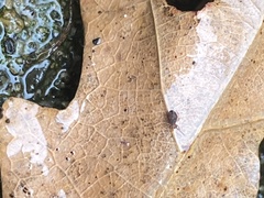 Dicyrtomina