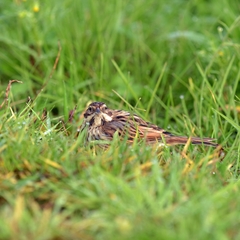Emberiza schoeniclus