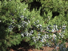 Juniperus