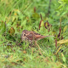 Emberiza schoeniclus
