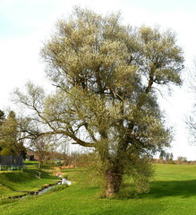 Salix alba