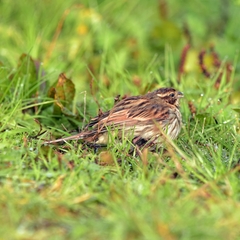 Emberiza schoeniclus