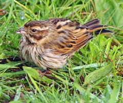 Emberiza schoeniclus