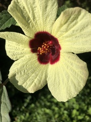Hibiscus hispidissimus