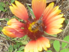 Dianthidium