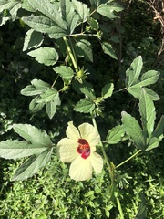 Hibiscus hispidissimus