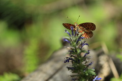 Boloria euphrosyne