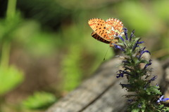 Boloria euphrosyne