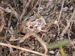 Thysanoplusia daubei